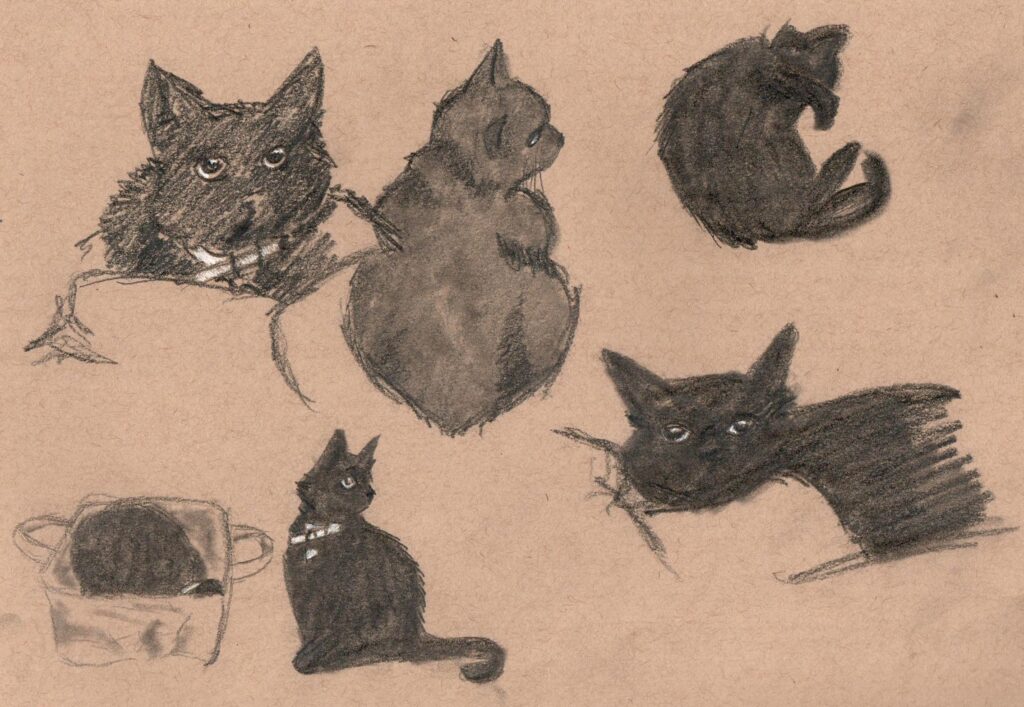 A page of sketches of a black cat.