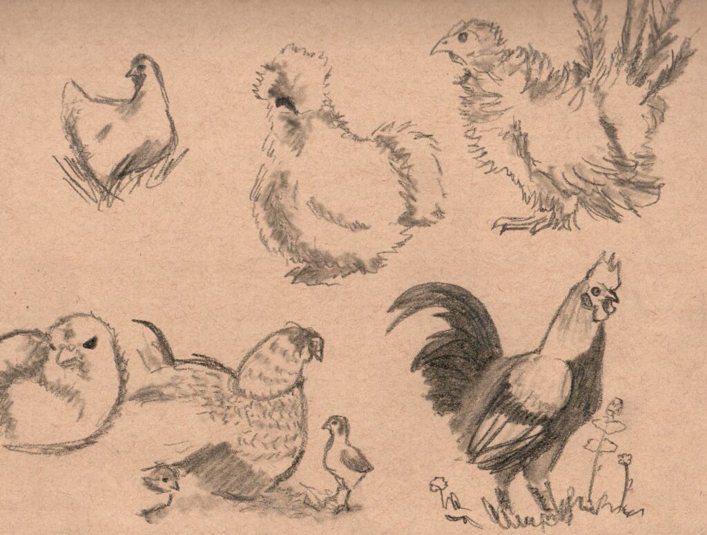 A page of sketches of different kinds of chickens.